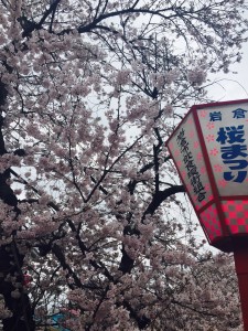 五条川　桜